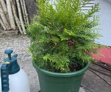 Thuja tree