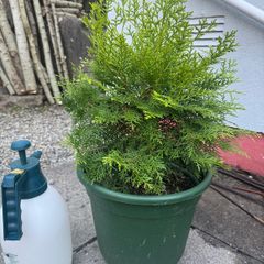 Thuja tree