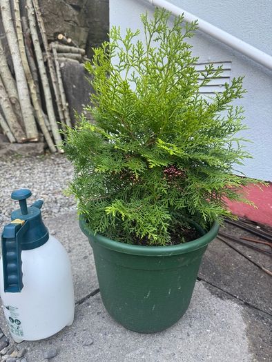 Thuja tree