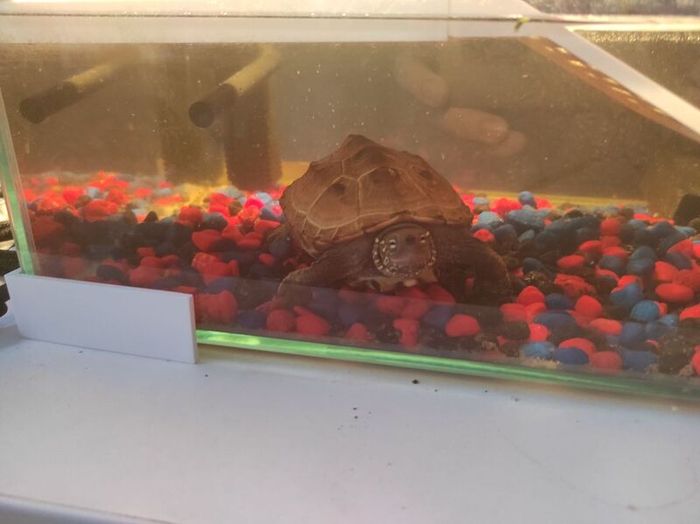 Reeves turtle with tank