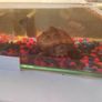 Reeves turtle with tank Image 2