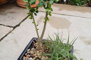 Olive Bonsai trees x 3