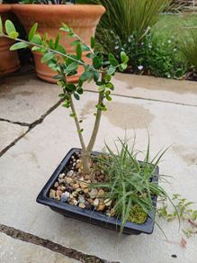 Olive Bonsai trees x 3