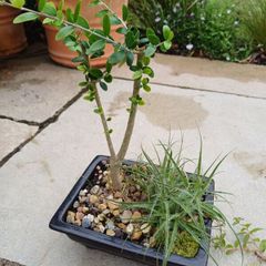Olive Bonsai trees x 3