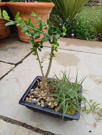Olive Bonsai trees x 3