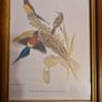 Lithograph Prints  x 2 By J Goulde & H C Richter. Walter Imp  I'll. Image 5