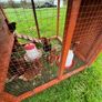 Movable Chicken Coop Image 2