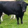 Pedigree Aberdeen Angus Bull  Ennis Mart 09/07 Image 2