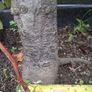 Beech tree Image 6