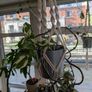 Satin Pothos incl. Hanging basket Image 2
