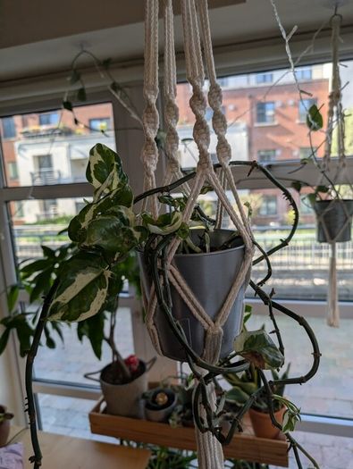 Satin Pothos incl. Hanging basket