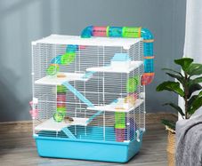 hamster