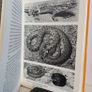 Wild Animals of The British Isles by Maurice Burton (HQ523) Image 7