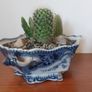 Fabulous Antique Tureen with Cacti Garden - A Fabulous Unique and Decorative Item for Display Indoors Image 6