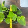 Golden pathos house plant Image 3