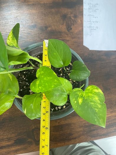 Golden pathos house plant