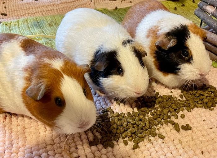 3 Guinea Pigs