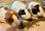 3 Guinea Pigs