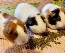 3 Guinea Pigs