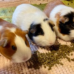 3 Guinea Pigs