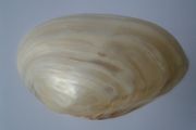 Large shell, Home decor, Ornaments,Shell,