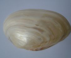 Large shell, Home decor, Ornaments,Shell,