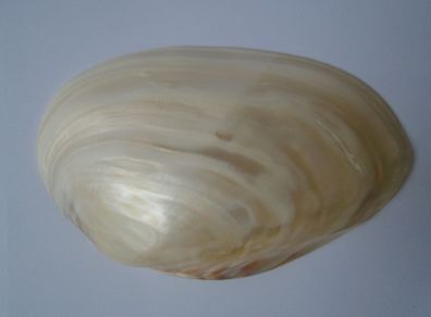 Large shell, Home decor, Ornaments,Shell,