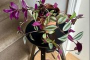 tradescantia zebrina