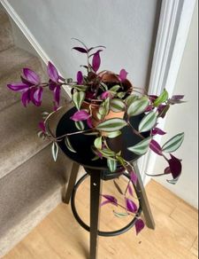 tradescantia zebrina