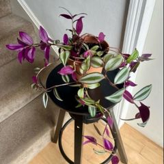 tradescantia zebrina