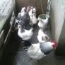 Pullets/hens/roosters/point of lay/ Image 2
