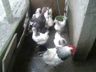 Pullets/hens/roosters/point of lay/