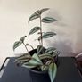 Tradescantia Plant Image 2