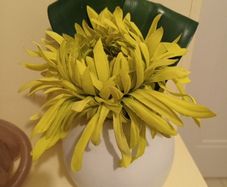 Faux flower in vase from Next