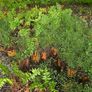 Tall Blue Campanula Plants Image 3