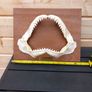 silky shark jaw, lemon shark jaw, big nose shark jaw Image 6