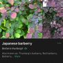 Japanese Barberry (shrub) Image 3
