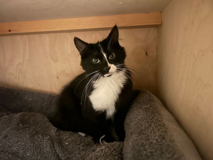 Free 4 month old kitten
