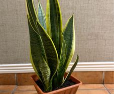 Snake plant