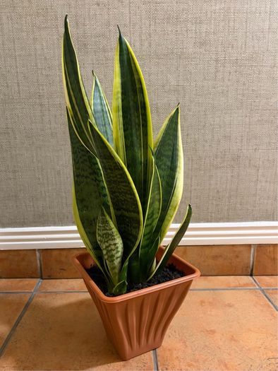 Snake plant