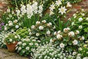 13 Premium Snow White Flower Border Collection
