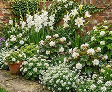 13 Premium Snow White Flower Border Collection