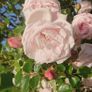 Scented Pink Rose Image 2