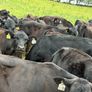 40 Super Aberdeen Angus Heifers Image 6
