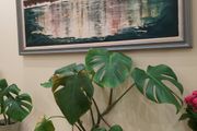 Big Monstera