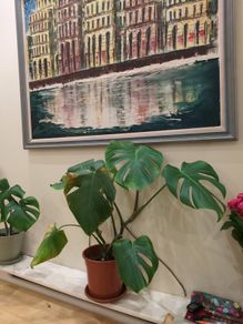 Big Monstera