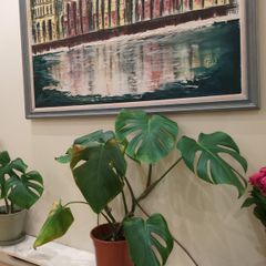 Big Monstera