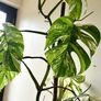 Variegated Monstera Image 4