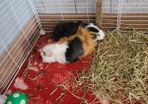 Two male guinea pigs