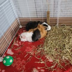 Two male guinea pigs